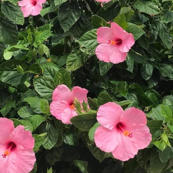 Meet your Posher, Debbie - Picture 1 of 1